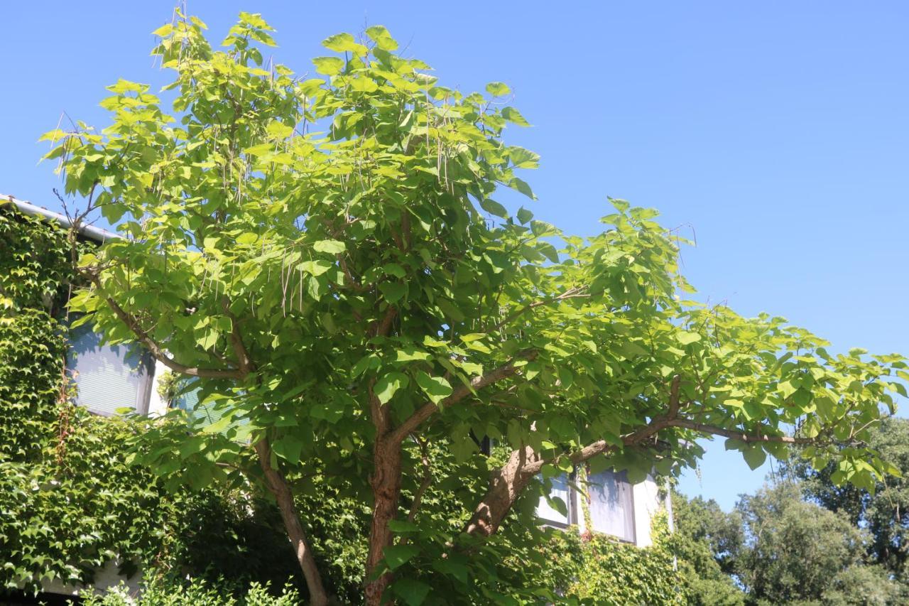Spreewaldhotel Garni Raddusch Vetschau Εξωτερικό φωτογραφία